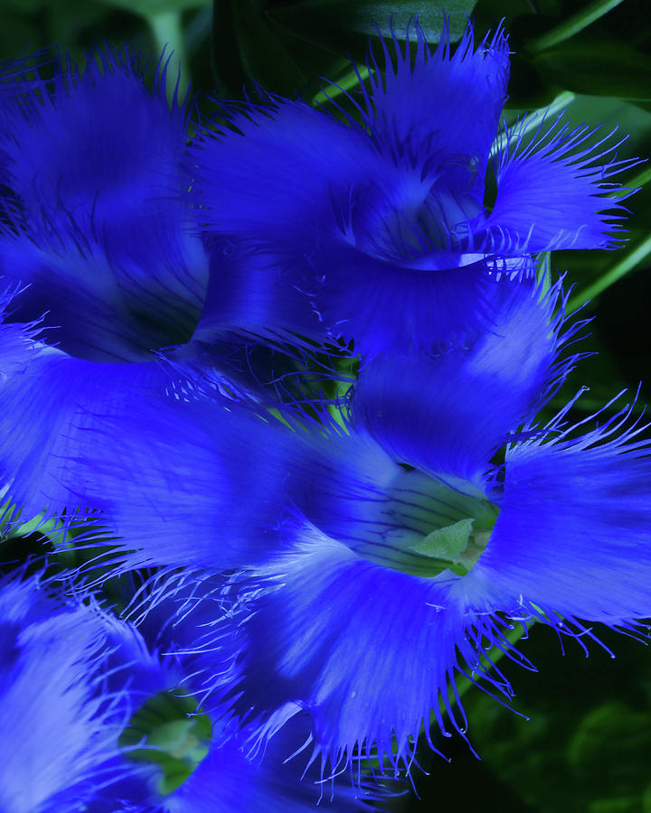 Greater Fringed Blue Gentian Photograph by Gregory Scott