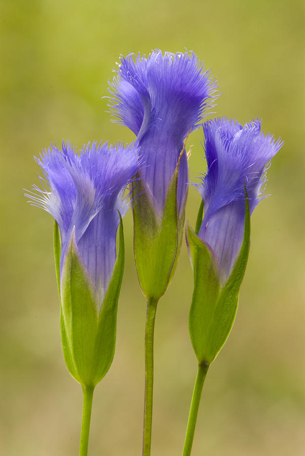 Greater Fringed Gentian Photograph by Steve Gettle