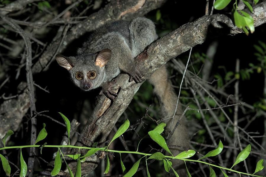 Wildlife Photograph - Greater Galago Photographed At Night by Tony Camacho/science Photo Library