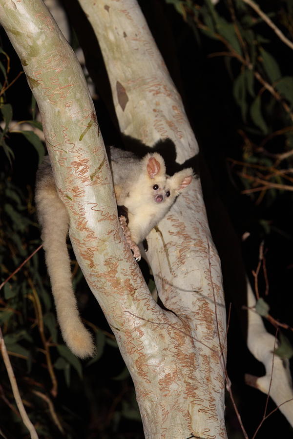 Greater Glider Photograph by Bruce J Robinson