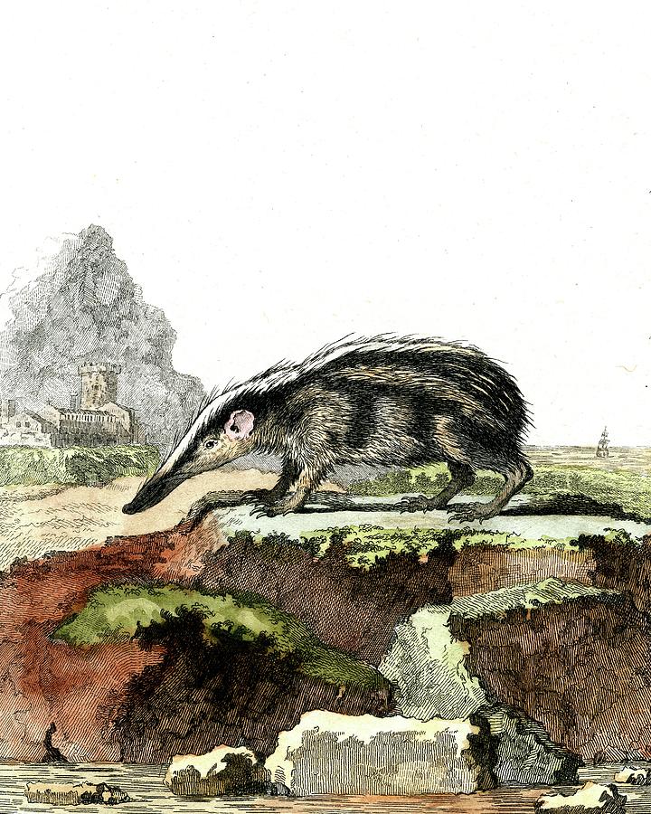 1800s Photograph - Greater Hedgehog Tenrec by Collection Abecasis/science Photo Library 1800s Photograph - Greater Hedgehog Tenrec by Collection Abecasis/science Photo Library