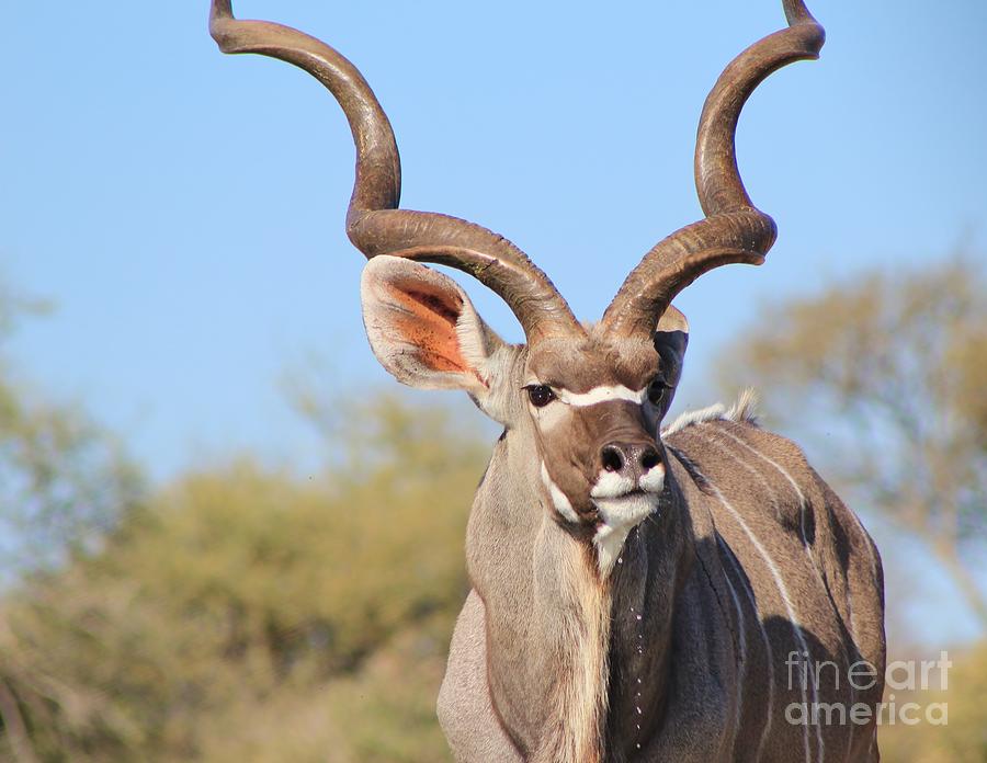 Wildlife Photograph - Greater Kudu Bull Pride by Andries Alberts