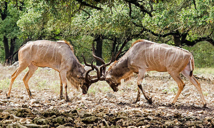 Two Greater Kudu fighting