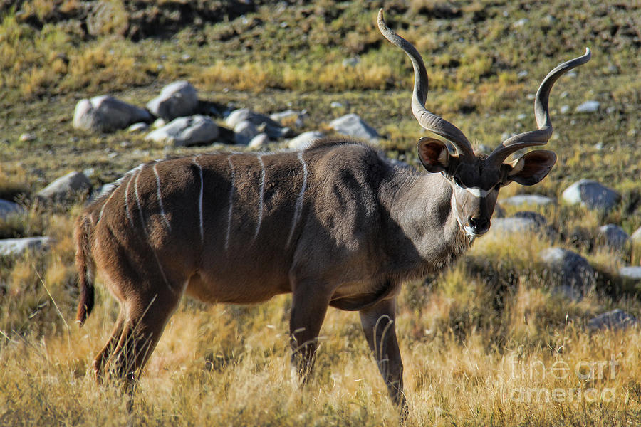 Greater Kudu Grazing Photograph by Mariola Bitner