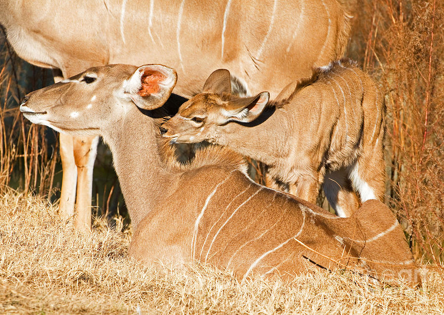Nature Photograph - Greater Kudu Mother And Baby by Millard H. Sharp