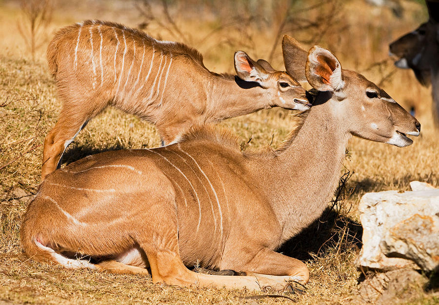 Greater Kudu Mother And Calf Photograph by Millard H. Sharp