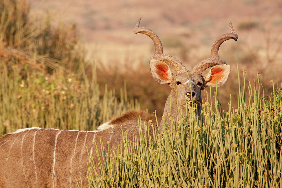 Nature Photograph - Greater Kudu (tragelaphus Strepsiceros by Jaynes Gallery