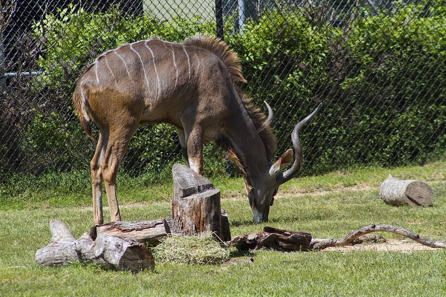 Greater Kudu - Tragelaphus Strepsiceros Photograph by Kathy Clark