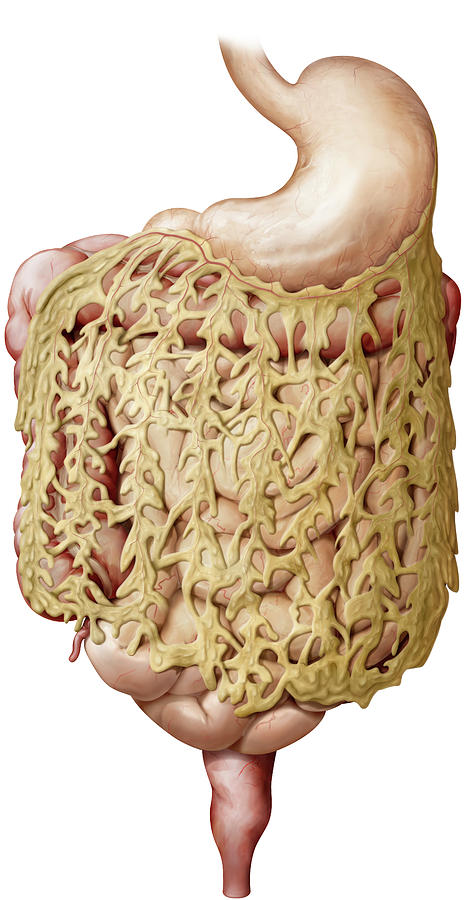 Greater Omentum Photograph by Qa International, Universal Images Group ...