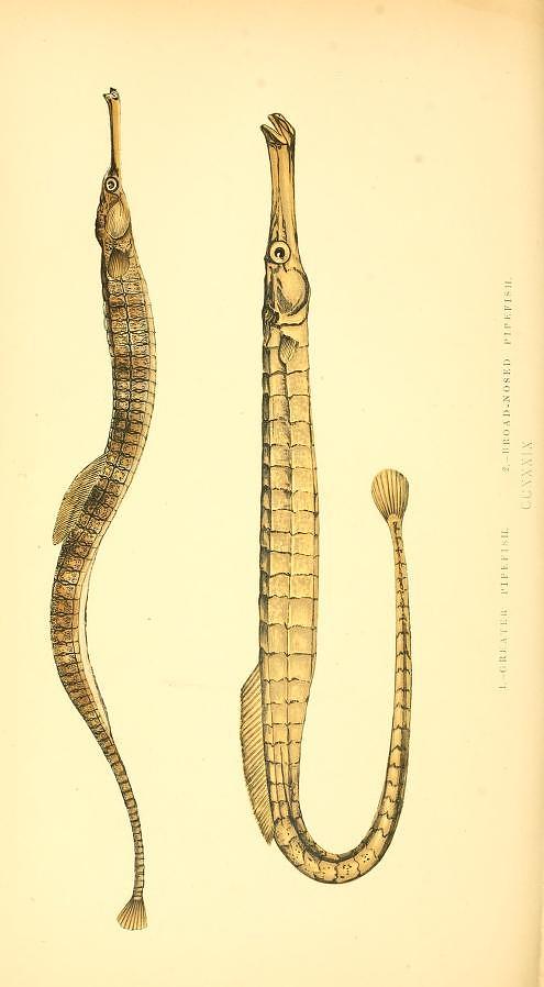 Fish Drawing - Greater pipefish by Emis Miko