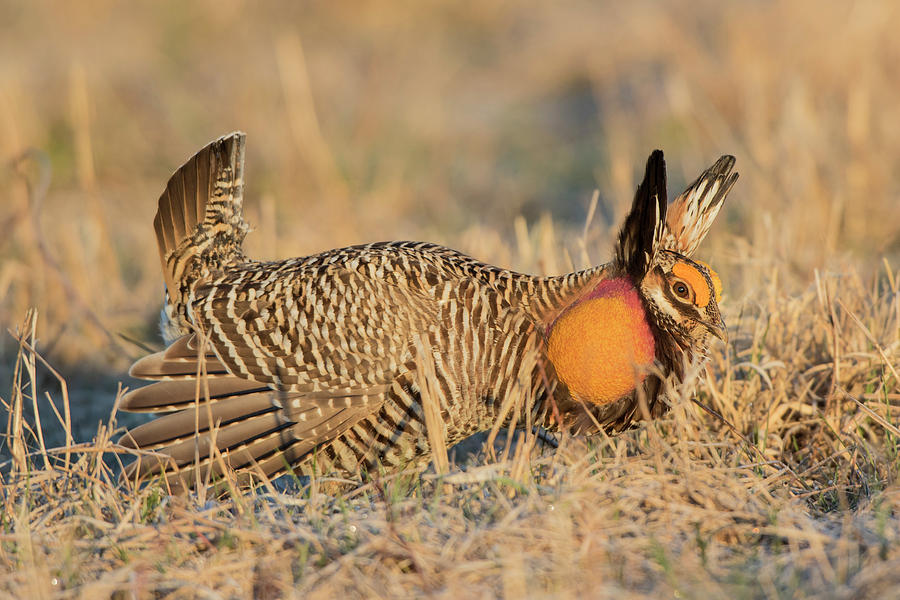 Greater Prairie-chicken Male Displaying Photograph by Richard and Susan ...