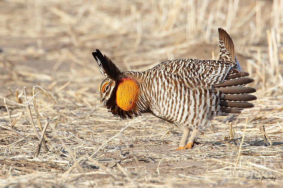 Greater Prairie Chicken Photograph by Steve Javorsky