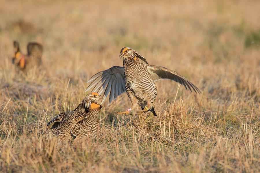 Greater Prairie-chickens (tympanuchus Photograph by Richard and Susan ...