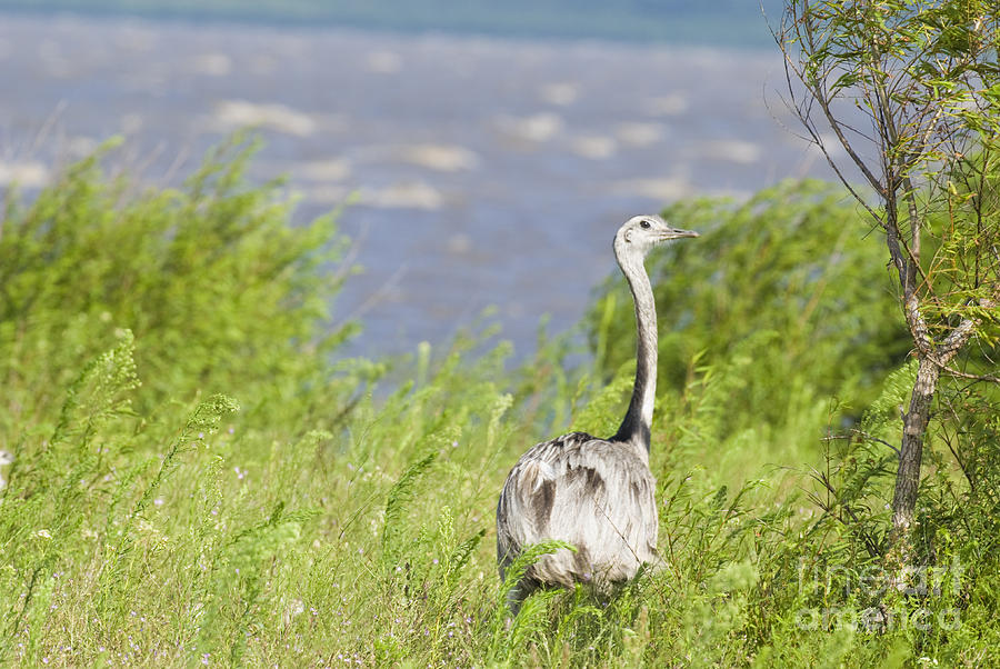 Greater Rhea Photograph by William H. Mullins