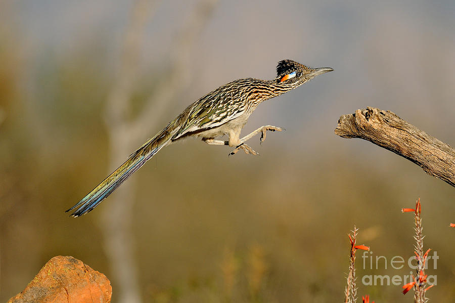 Greater Roadrunner Leaping Photograph by Scott Linstead