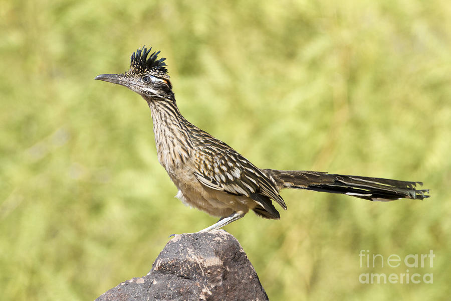 Roadrunner Photograph - Greater roadrunner looking out by Bryan Keil