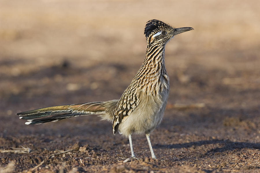 Greater Roadrunner New Mexico Photograph by Konrad Wothe