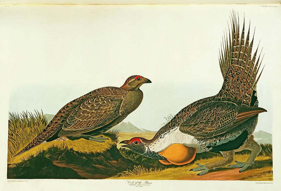 John James Audubon Photograph - Greater Sage Grouse by Natural History Museum, London/science Photo Library