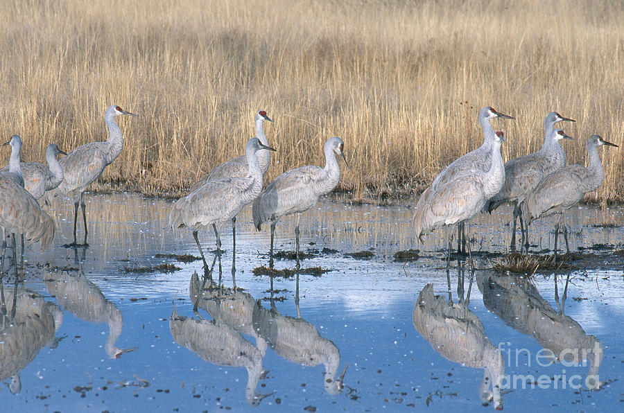 Wildlife Photograph - Greater Sandhill Crane Flock In Roost by William H. Mullins