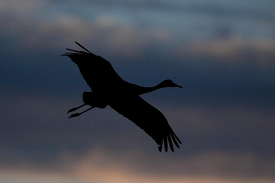 Greater Sandhill Crane Silhouette Photograph by Craig K. Lorenz