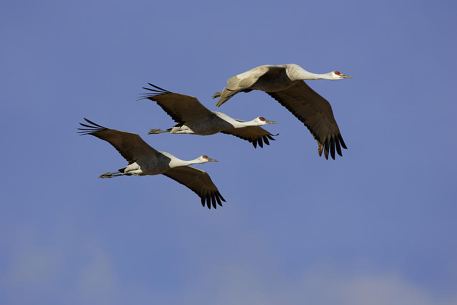 Greater Sandhill Cranes Photograph By Craig K Lorenz Fine Art America   Greater Sandhill Cranes Craig K Lorenz 