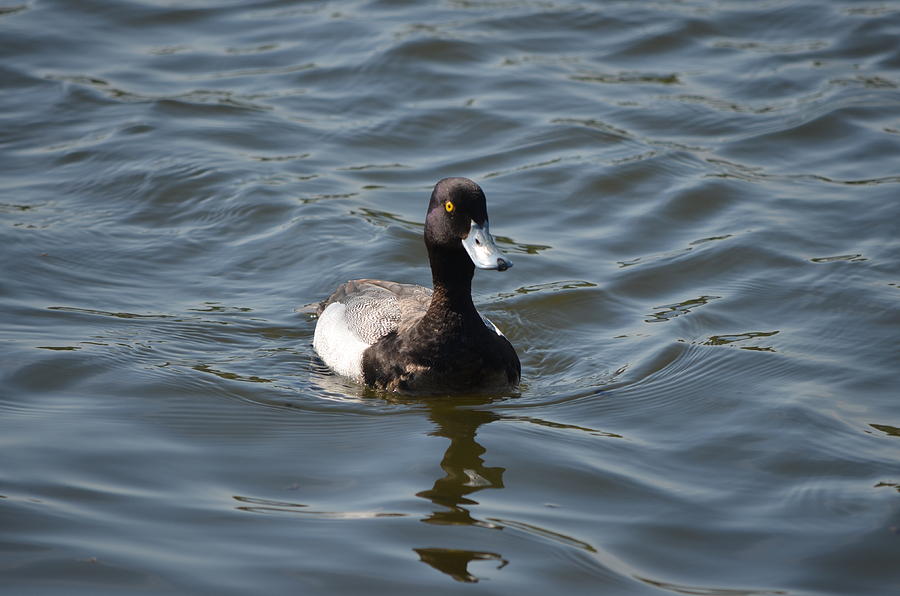 Greater Scaup Photograph by James Petersen
