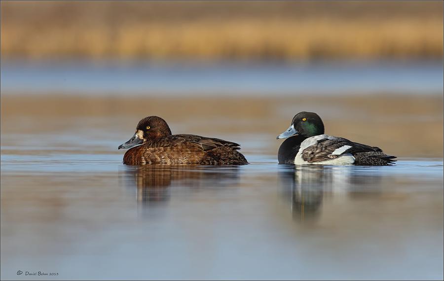Greater Scaup Pair Photograph by Daniel Behm