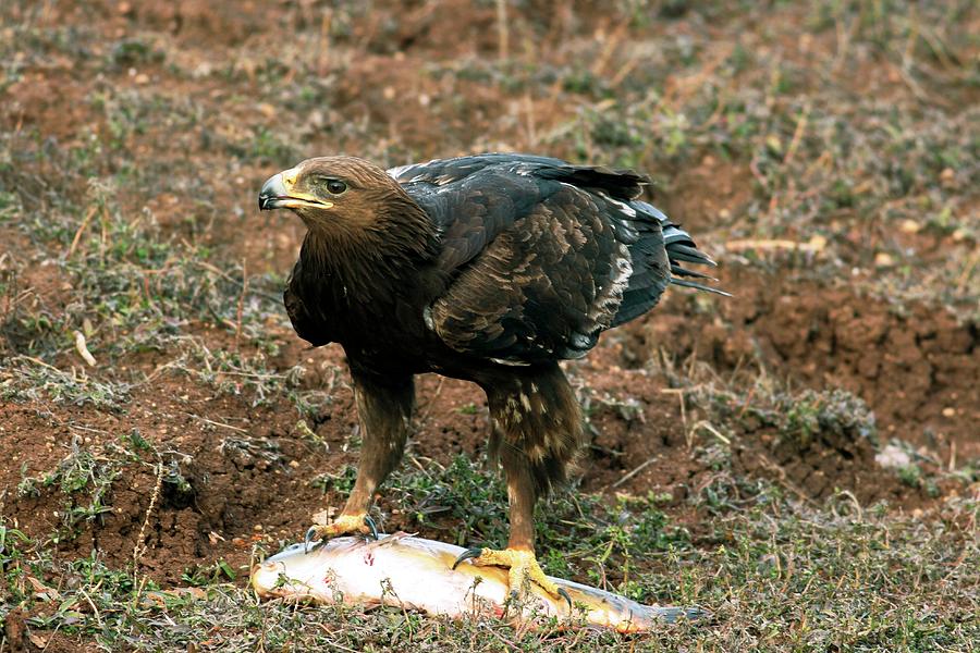 Eagle Photograph - Greater Spotted Eagle With A Fish by Photostock-israel/science Photo Library
