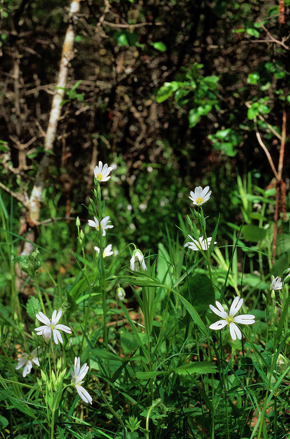 Greater Stitchwort (stellaria Holostea) Photograph by Bruno Petriglia ...