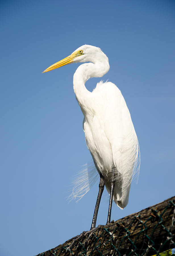 Greater White Egret Photograph by Chris Thaxter