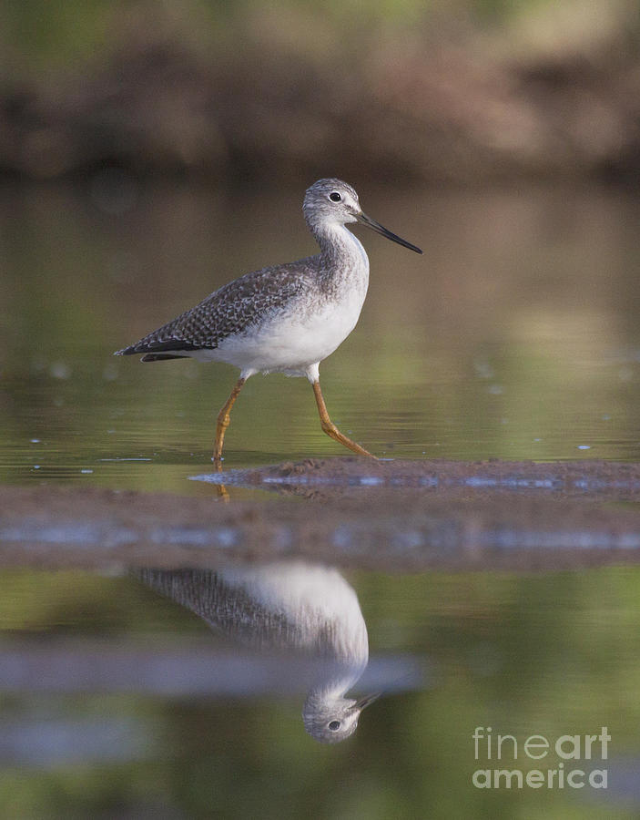 Nature Photograph - Greater yellow legs on the pond by Ruth Jolly