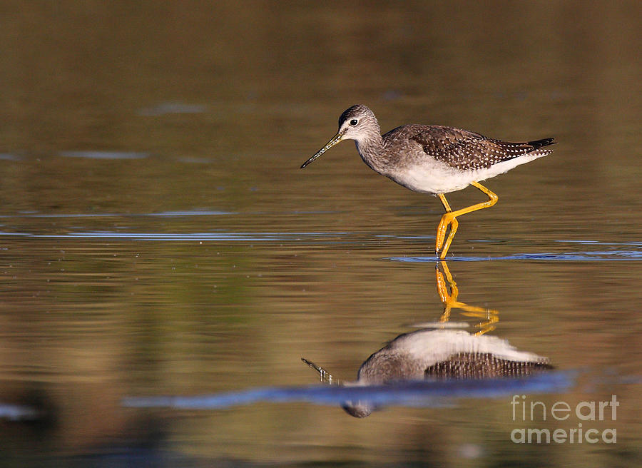 Greater yellow legs Photograph by Ruth Jolly