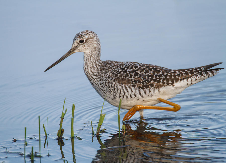 Greater Yellowlegs Photograph by Angie Vogel
