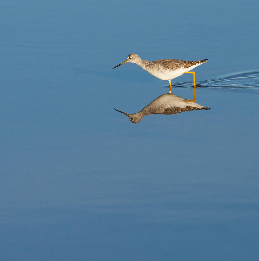 Greater Yellowlegs Photograph by Melinda Fawver