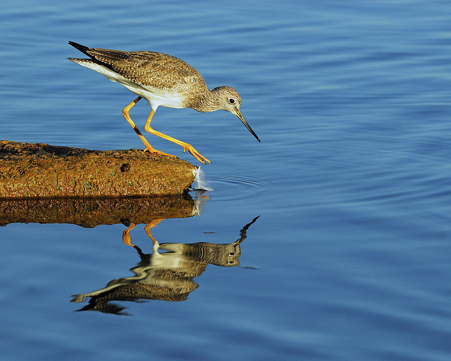 Greater Yellowlegs Photograph by Tony Beck