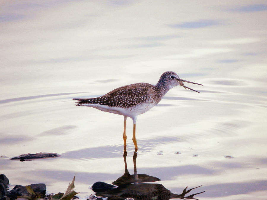 Greater Yellowlegs With Fish in the Beak Photograph by Zinvolle Art