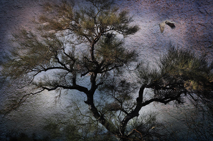 Tree Photograph - Greatness by Barbara Manis