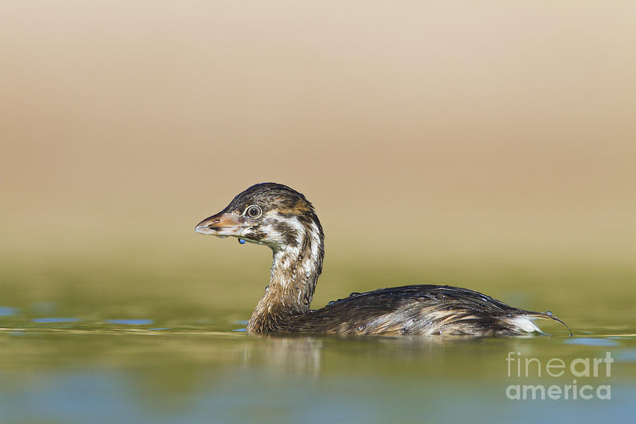 Nature Photograph - Grebe all wet by Bryan Keil