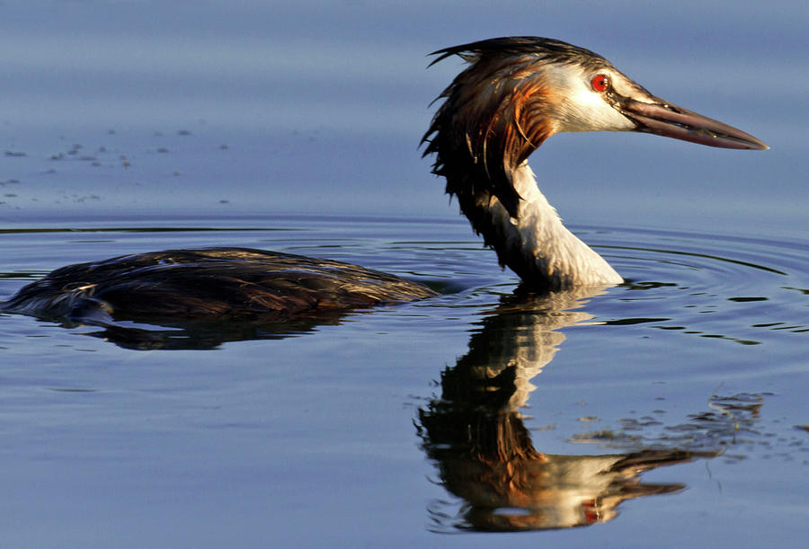 Grebe at Sunset Photograph by Charles Lupica