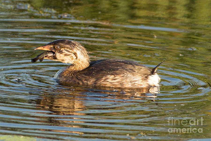 Bird Photograph - Grebe in Horicon Marsh by Natural Focal Point Photography