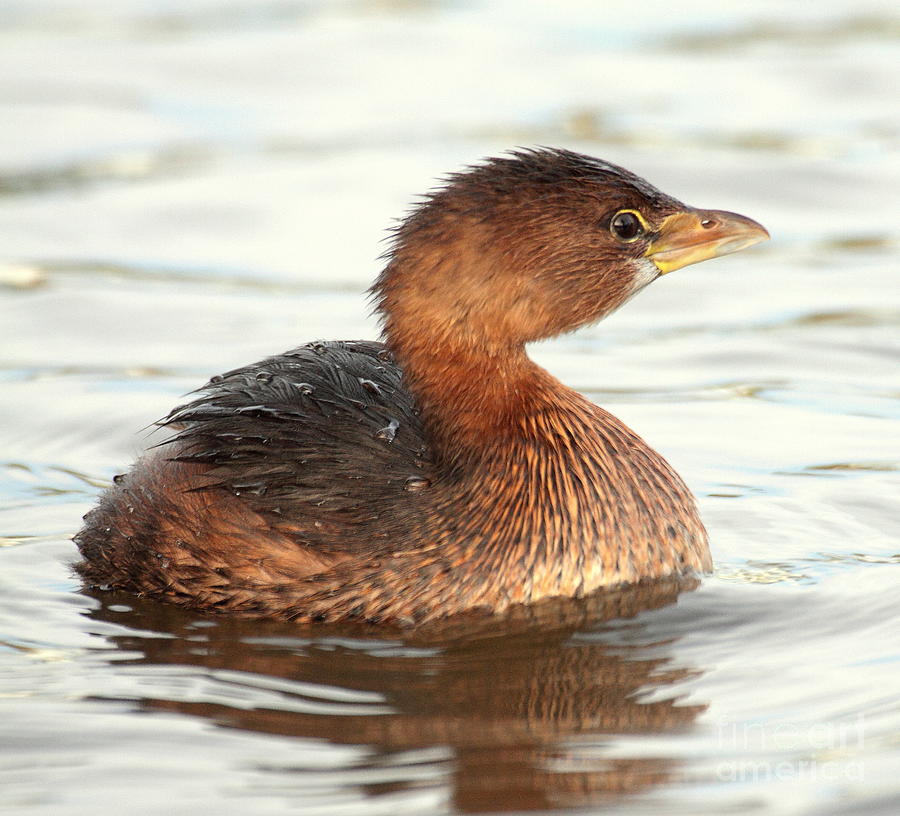 Nature Photograph - Grebe in morning light by Ruth Jolly