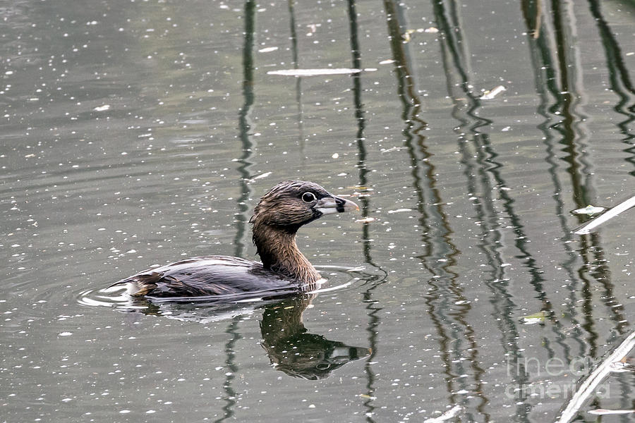 Grebe in the Reeds Photograph by Kate Brown