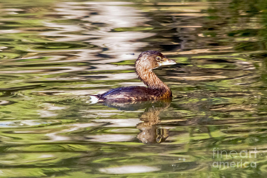 Grebe Reflections Photograph by Kate Brown
