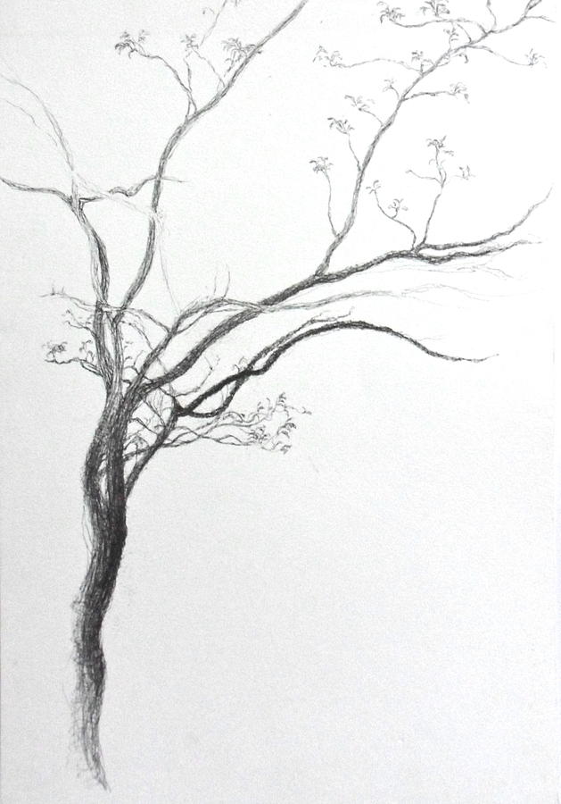 Grecian Tree Drawing by Catharine Gellings - Fine Art America