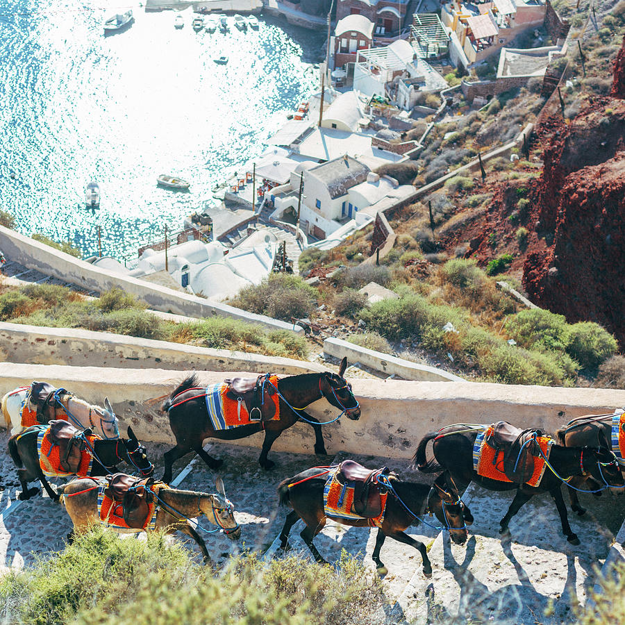 Greece Donkey Santorini Photograph by Deimagine
