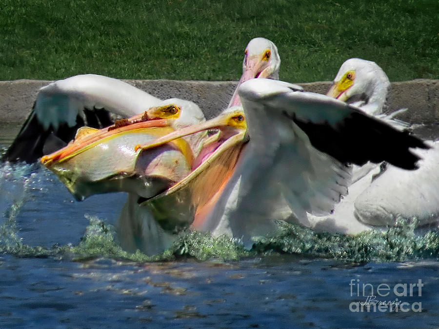 Take Away-Wht Pelicans Photograph by Jennie Breeze
