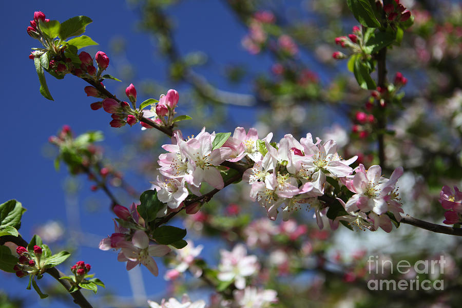 Greek apple tree in blossom Photograph by Paul Cowan