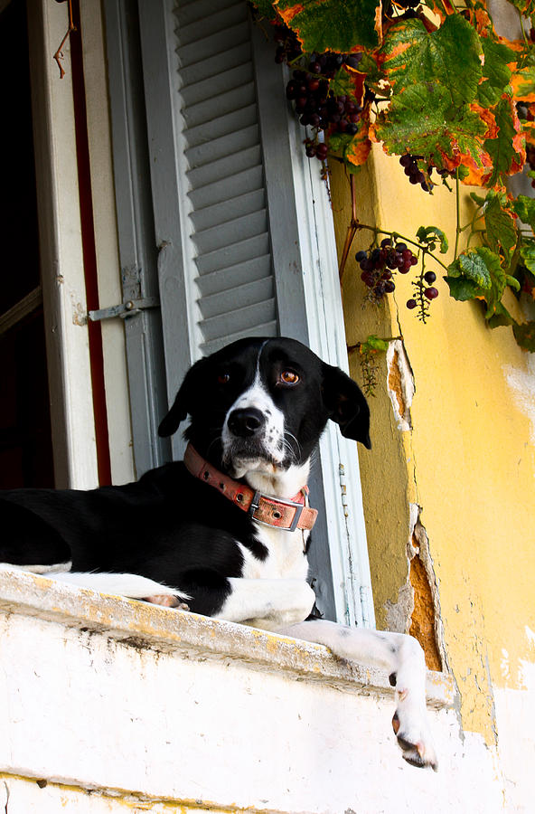 Greek Dog Photograph by Anthony Doudt