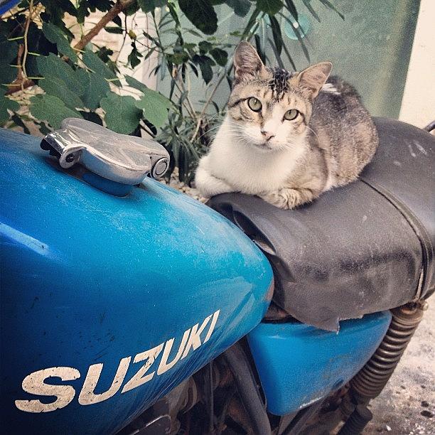 Greek Photograph - #greek #suzuki #cat #cats #catsagram by Denis Makhanko