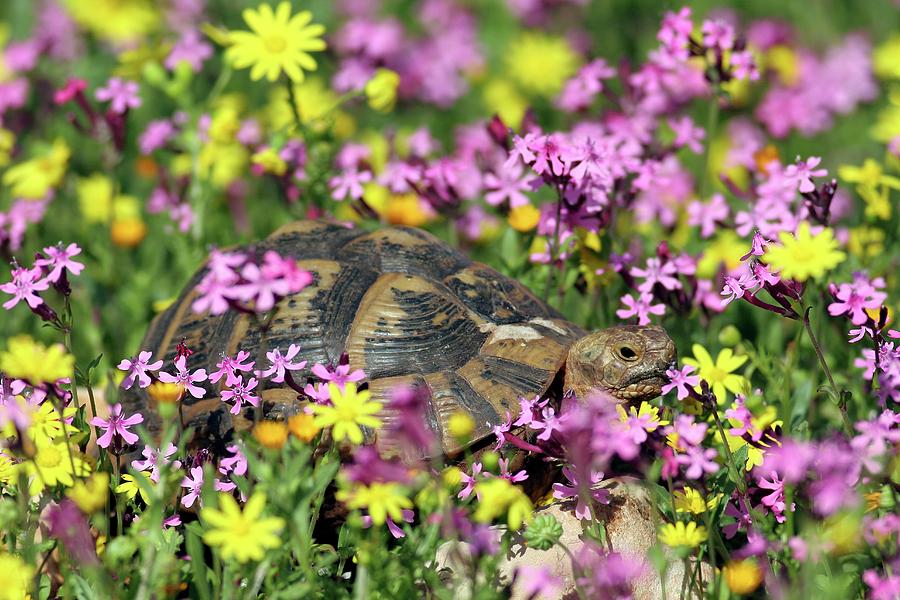 Greek Tortoise In A Field Of Wild Flowers Photograph by Photostock-israel/science Photo Library